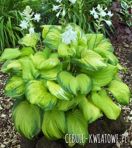 Hosta - Funkia Stained Glass 1 szt.