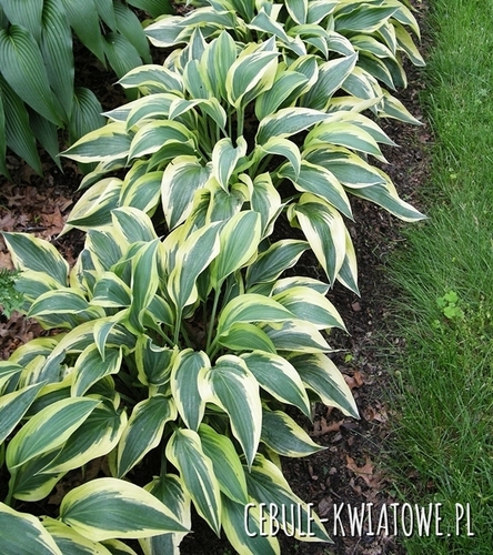 Hosta - Funkia Wolverine 1 szt.