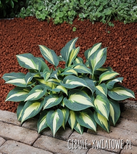 Hosta - Funkia Timeless Beauty 1 szt.