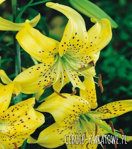 Lilia Azjatycka Citronella 1 szt.