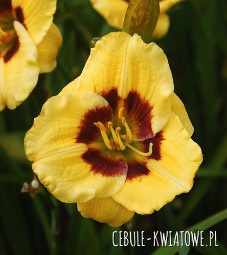 Hemerocallis - Liliowiec Janson Salter 1 szt.