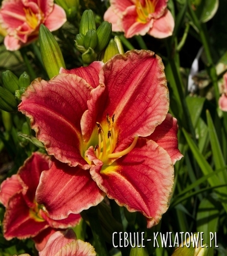 Hemerocallis - Liliowiec Little Anna Rosa 1 szt.