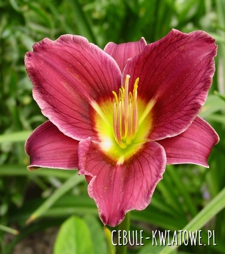 Hemerocallis - Liliowiec Little Missy 1 szt.