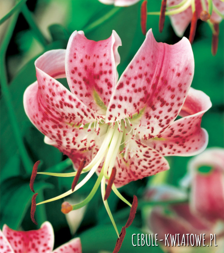 Lilia Drzewiasta Speciosum Rubrum 1 szt.