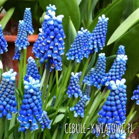 Muscari - Szafirek Blue Magic 10 szt.