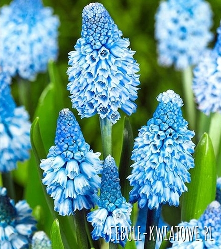 Muscari - Szafirek Azureum 10 szt.