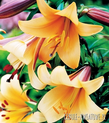 Lilia Trąbkowa African Queen 1 szt.