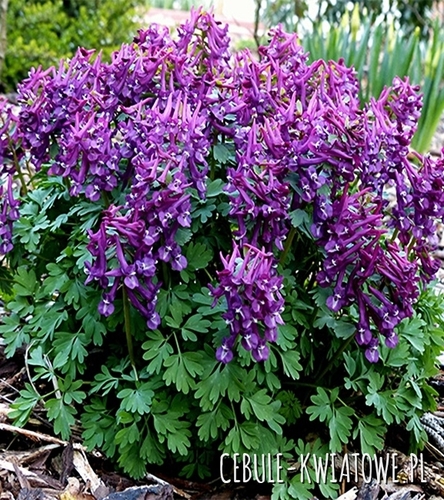 Corydalis - Kokorycz Purple Bird 5 szt.