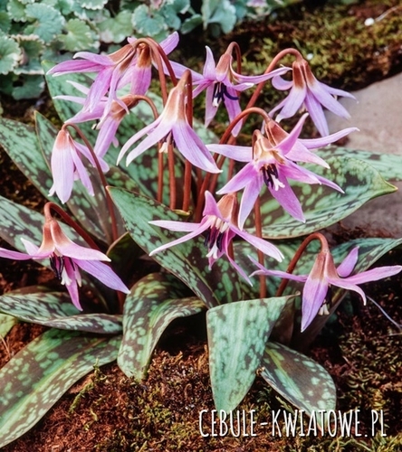 Erythronium - Psiząb Dens-Canis 1 szt.