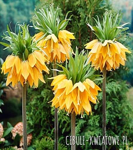 Fritillaria - Szachownica Orange Beauty 1 szt.