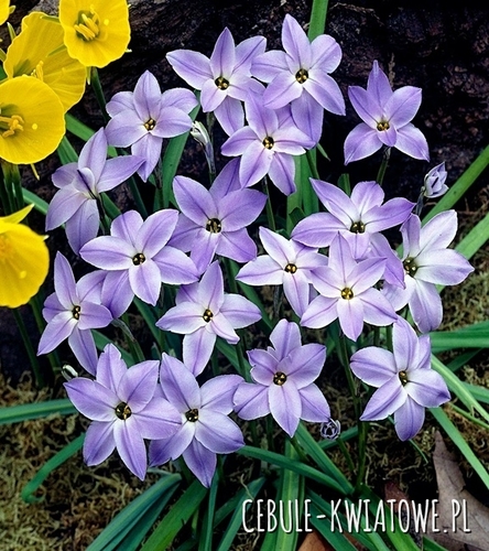 Ipheion - Ifejon Wisley Blue 10 szt.