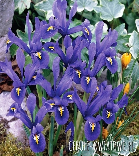 Iris Reticulata - Kosaciec Palm Springs 10 szt.