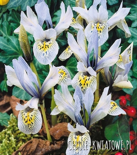 Iris Reticulata - Kosaciec Katharine Hodgkin 10 szt.