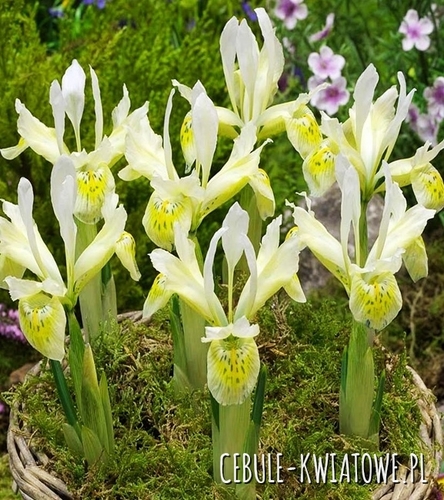 Iris Reticulata - Kosaciec Katharines Gold 5 szt.