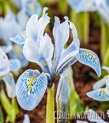 Iris Reticulata - Kosaciec Sheila Ann Germany 5 szt.