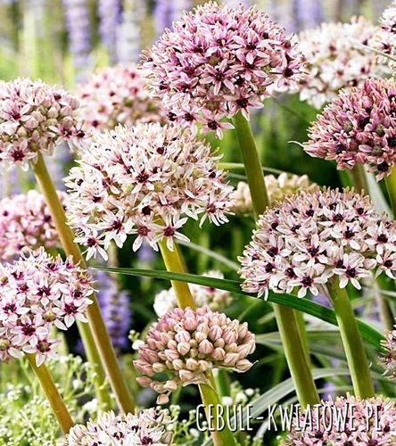 Allium - Czosnek Ozdobny Silver Spring 1 szt.