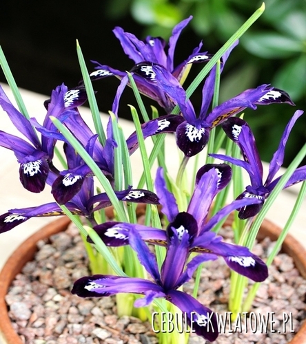 Iris Reticulata - Kosaciec Blue Note 10 szt.