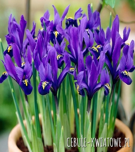 Iris Reticulata - Kosaciec Pixie 10 szt.