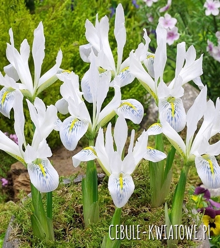 Iris Reticulata - Kosaciec Polar Ice 5 szt.