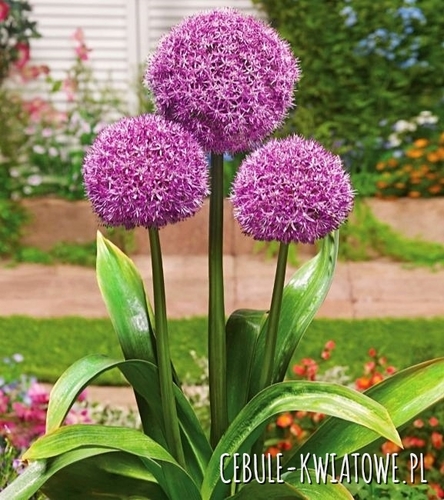 Allium - Czosnek Ozdobny Party Balloons 1 szt.