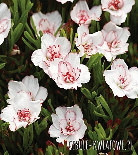 Oxalis - Szczawik Pink Wonder 3 szt.