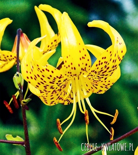 Lilia Tygrysia Yellow Tiger 1 szt.