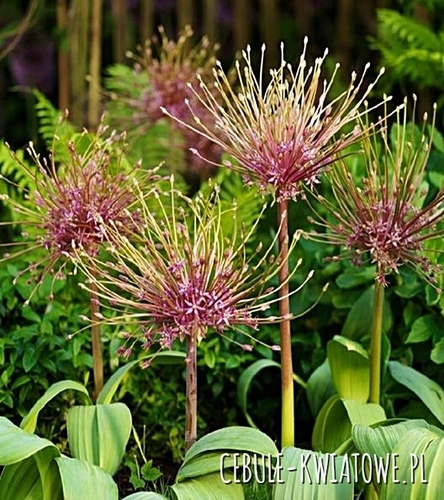 Allium - Czosnek Ozdobny Toabago 3 szt.