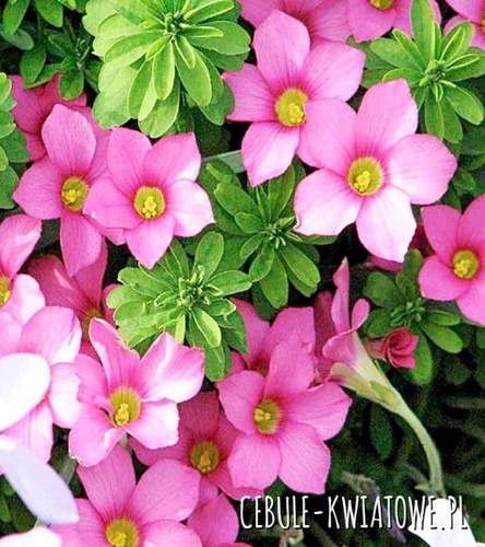 Oxalis - Szczawik Hirta Gothenburg 3 szt.