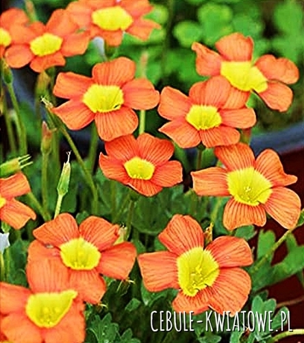 Oxalis - Szczawik Obtusa 3 szt.