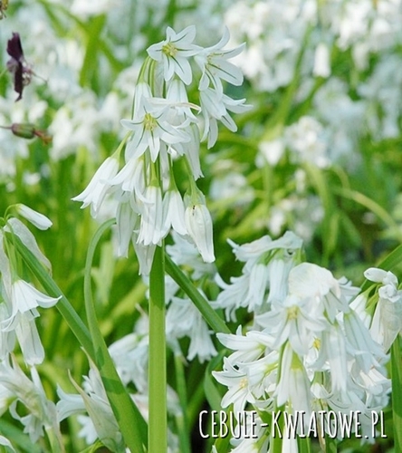 Allium - Czosnek Ozdobny Triquetrum 3 szt.