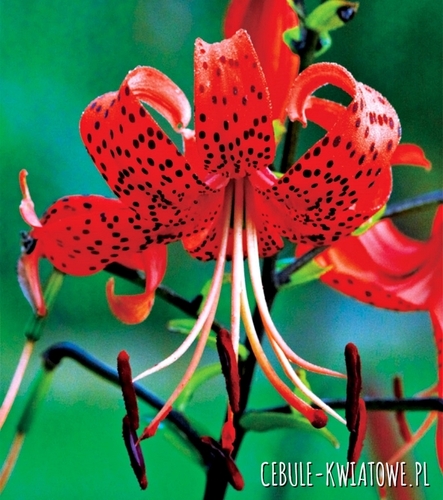 Lilia Tygrysia Red Tiger 1 szt.