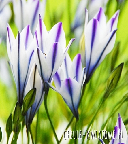 Hiacynt Kalifornijski Brodiaea Triteleia Foxy 5 szt.