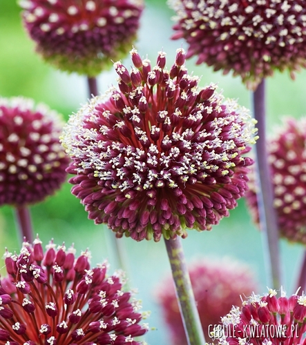 Allium - Czosnek Ozdobny Forelock 1 szt.