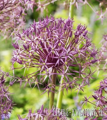 Allium - Czosnek Ozdobny Firmament 1 szt.