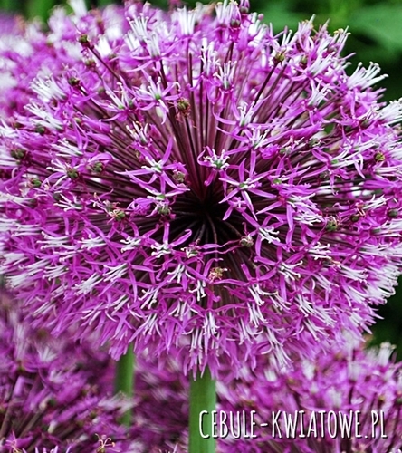 Allium - Czosnek Ozdobny Early Emperor 1 szt.