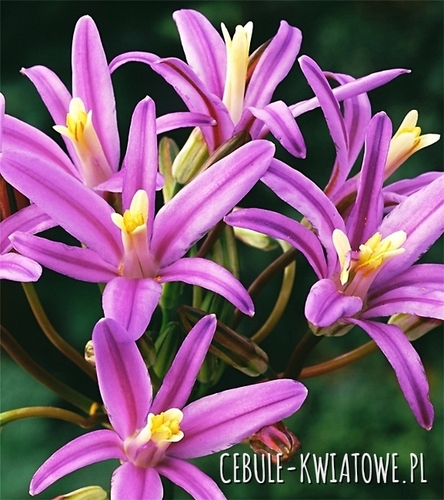Hiacynt Kalifornijski Brodiaea Babylon 5 szt.