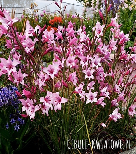 Gladiolus - Mieczyk Carneus 5 szt.