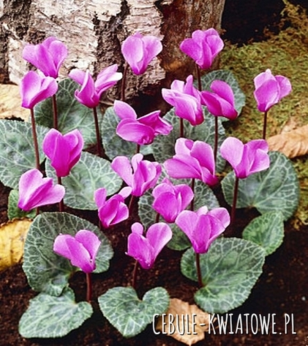 Cyclamen - Cyklamen Cilicicum Fiołek Alpejski 1 szt.