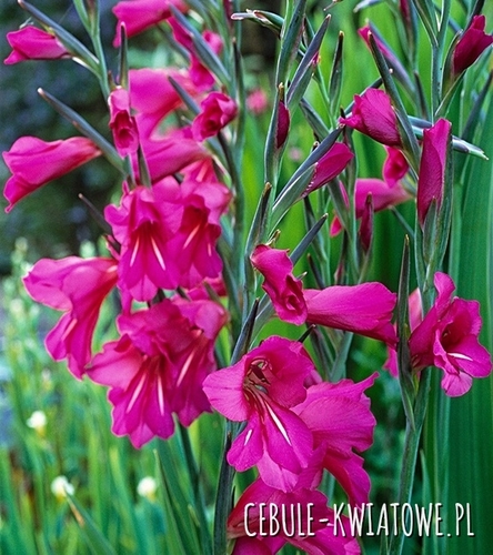Gladiolus - Mieczyk Cummunis Byzantinus 10 szt.