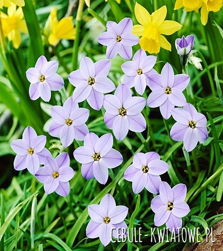 Ipheion - Ifejon Rolf Fiedler 10 szt.