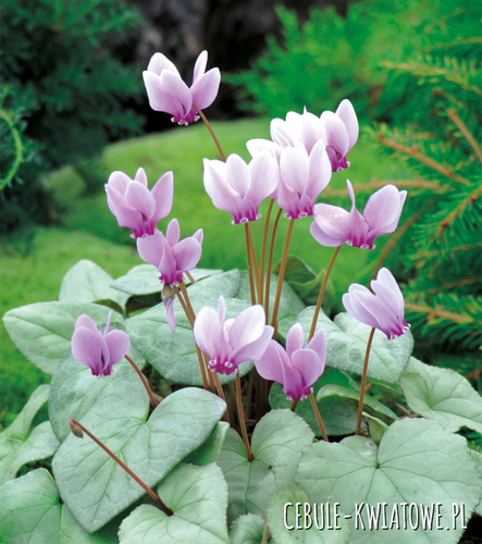 Cyclamen - Cyklamen Neapolitanum Fiołek Alpejski 1 szt.