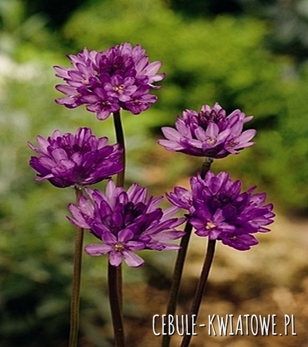 Dichelostemma Comgestum 5 szt.