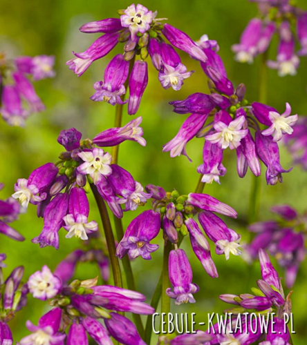 Dichelostemma Pink Diamond 5 szt.