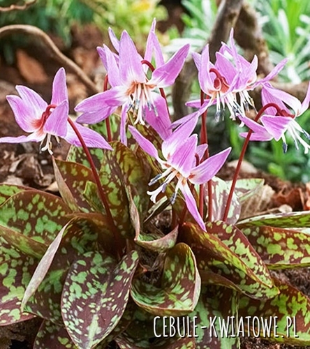 Erythronium - Psiząb Purple King 1 szt.