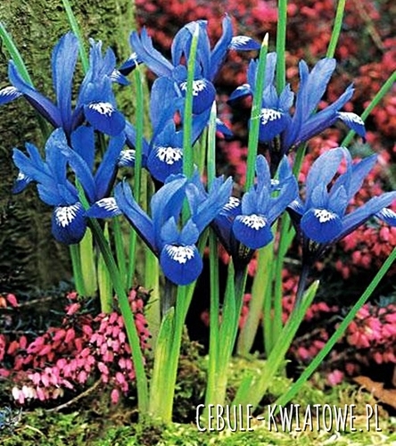 Iris Reticulata - Kosaciec Blue Hill 10 szt.