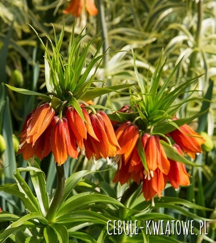 Fritillaria - Szachownica Premier 1 szt.
