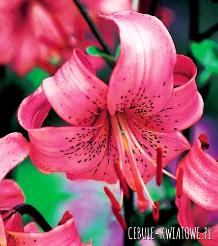 Lilia Tygrysia Pink Tiger 1 szt.