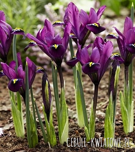 Iris Reticulata - Kosaciec Purple Hill 10 szt.
