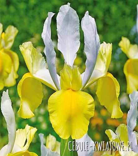 Irys Holenderski Montecito 10 szt.