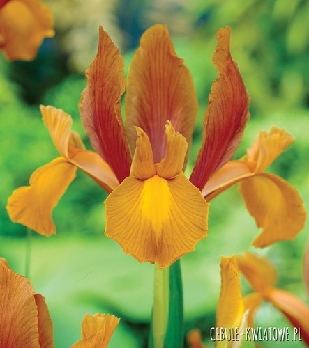 Irys Holenderski Autumn Princess 10 szt.